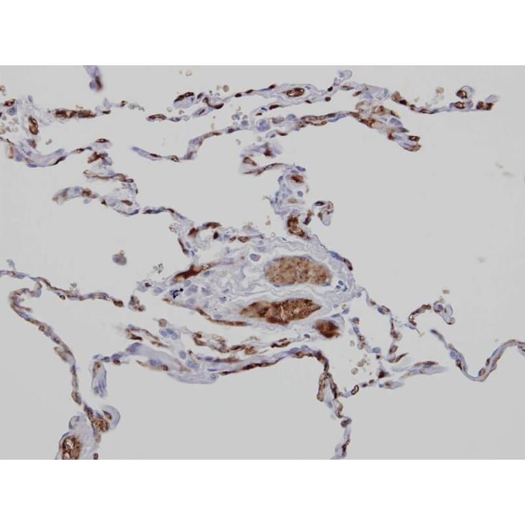 Immunohistochemistry - Anamorsin antibody from Signalway Antibody (22231) - Antibodies.com