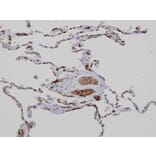 Immunohistochemistry - Anamorsin antibody from Signalway Antibody (22231) - Antibodies.com