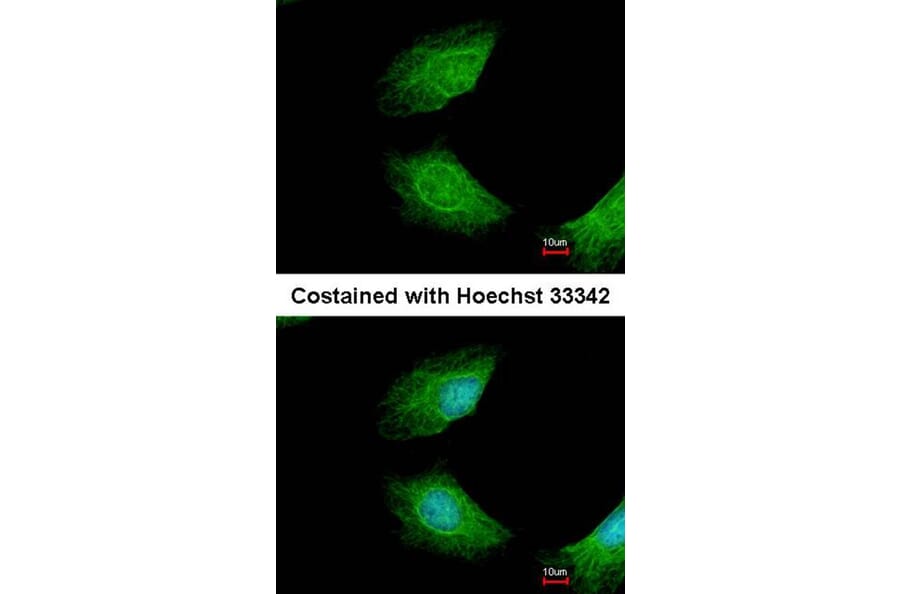 Immunofluorescence - Anamorsin antibody from Signalway Antibody (22231) - Antibodies.com