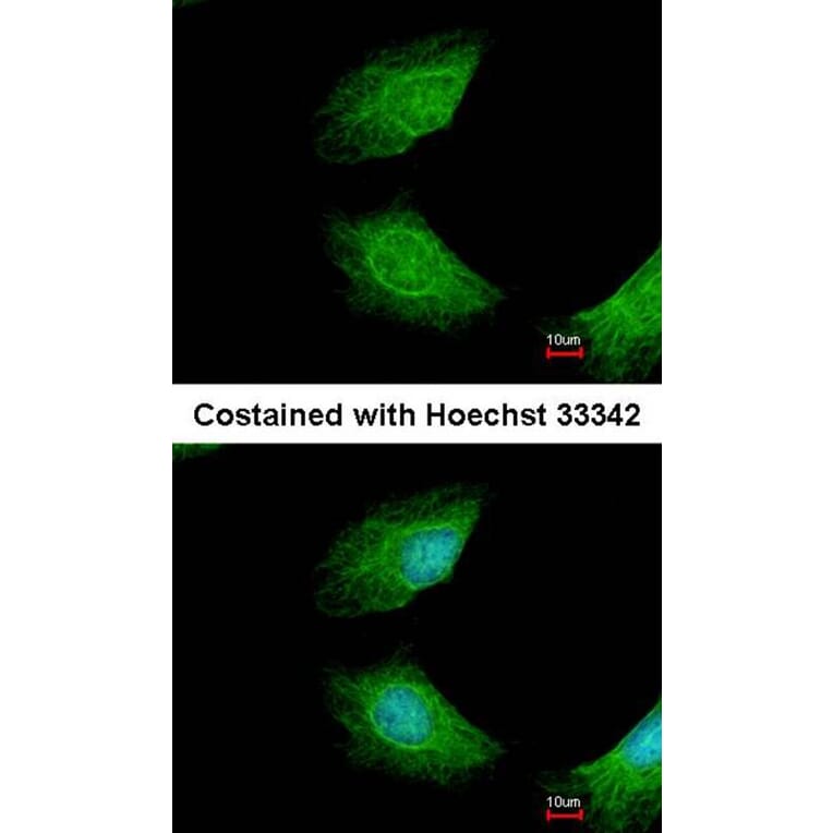 Immunofluorescence - Anamorsin antibody from Signalway Antibody (22231) - Antibodies.com