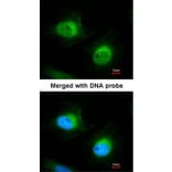 Immunofluorescence - Cofilin 2 antibody from Signalway Antibody (22459) - Antibodies.com