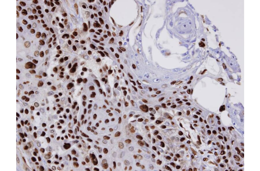 Immunohistochemistry - COUP-TFI antibody from Signalway Antibody (22640) - Antibodies.com