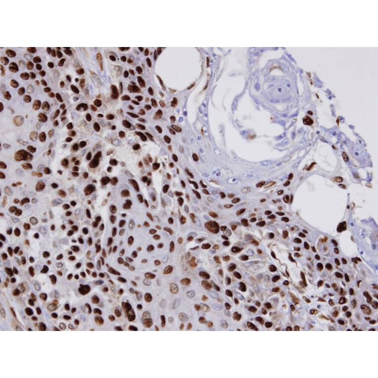 Immunohistochemistry - COUP-TFI antibody from Signalway Antibody (22640) - Antibodies.com