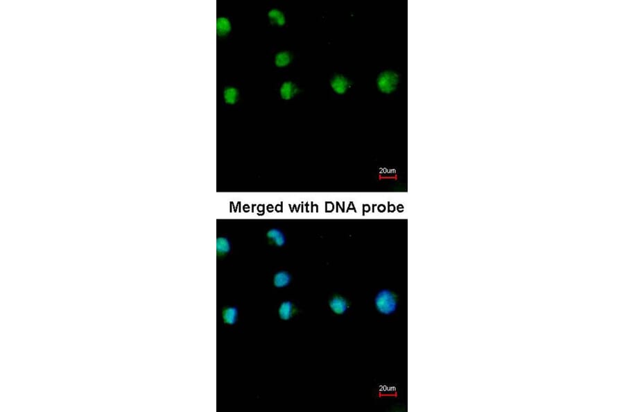 Immunofluorescence - COUP-TFI antibody from Signalway Antibody (22640) - Antibodies.com