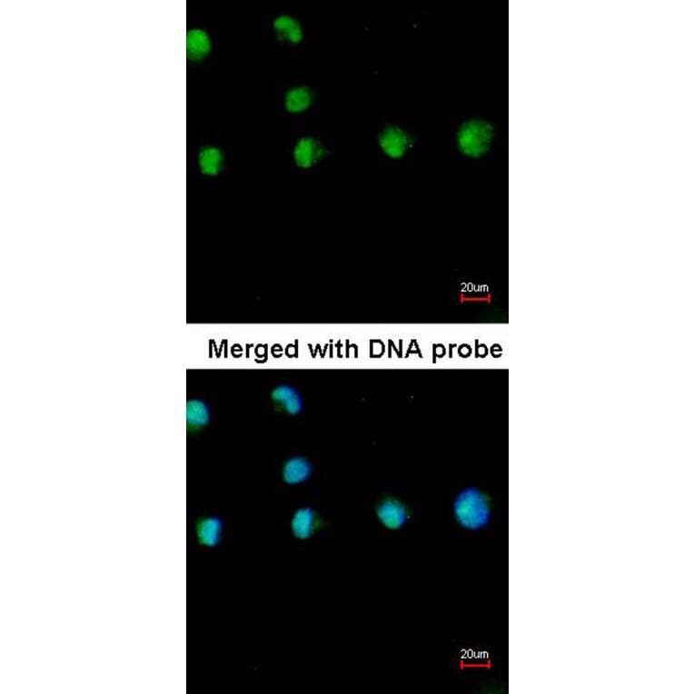 Immunofluorescence - COUP-TFI antibody from Signalway Antibody (22640) - Antibodies.com