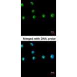 Immunofluorescence - COUP-TFI antibody from Signalway Antibody (22640) - Antibodies.com