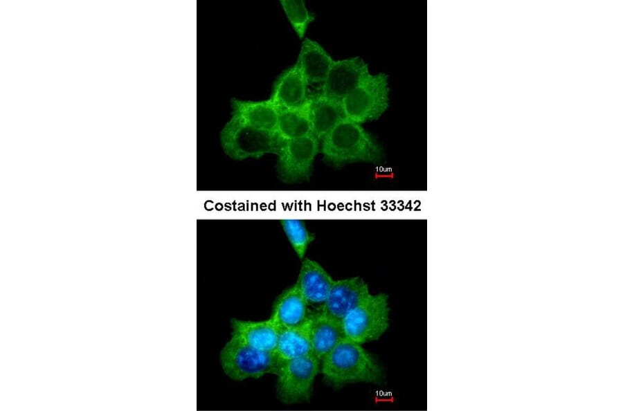Immunofluorescence - DOCK 180 antibody from Signalway Antibody (22915) - Antibodies.com