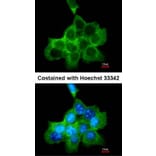 Immunofluorescence - DOCK 180 antibody from Signalway Antibody (22915) - Antibodies.com