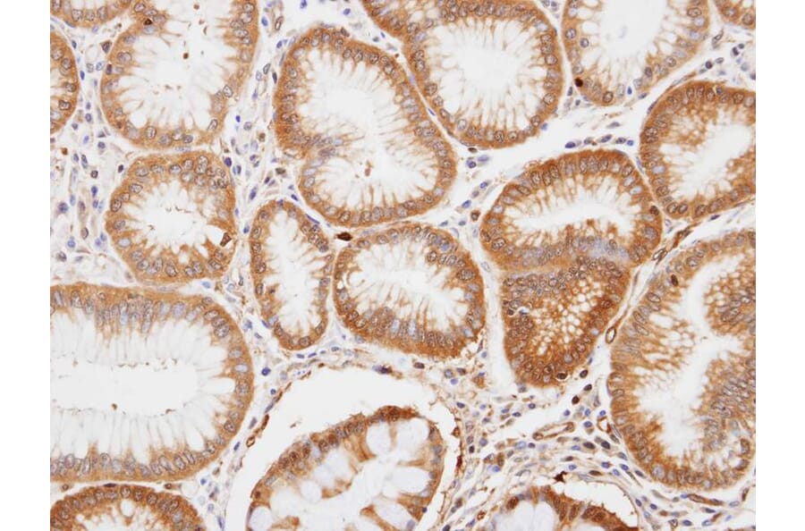 Immunohistochemistry - enolase 1 antibody from Signalway Antibody (22990) - Antibodies.com