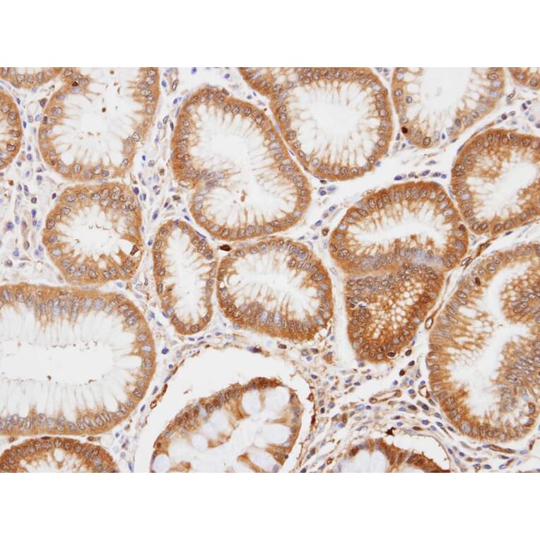 Immunohistochemistry - enolase 1 antibody from Signalway Antibody (22990) - Antibodies.com