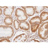 Immunohistochemistry - enolase 1 antibody from Signalway Antibody (22990) - Antibodies.com