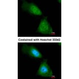 Immunofluorescence - enolase 1 antibody from Signalway Antibody (22990) - Antibodies.com