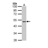 Factor X antibody from Signalway Antibody (22993) - Antibodies.com