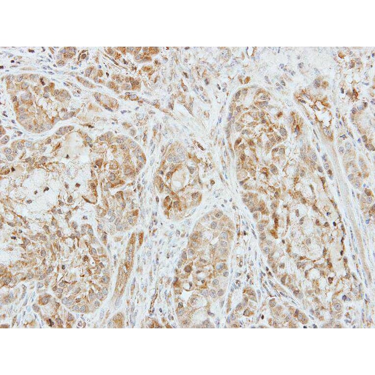 Immunohistochemistry - Factor X antibody from Signalway Antibody (22993) - Antibodies.com