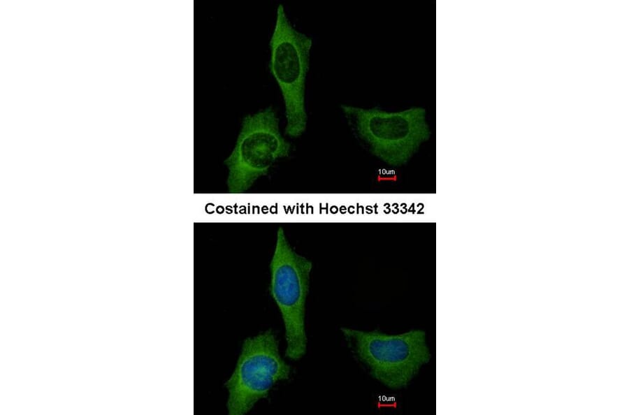 Immunofluorescence - Factor X antibody from Signalway Antibody (22993) - Antibodies.com