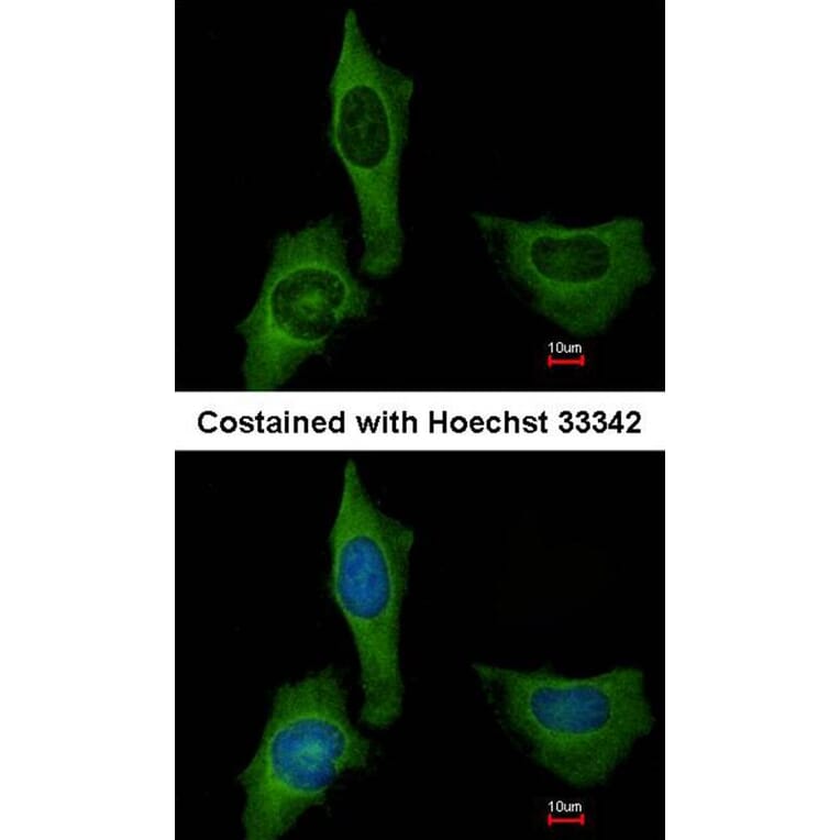 Immunofluorescence - Factor X antibody from Signalway Antibody (22993) - Antibodies.com
