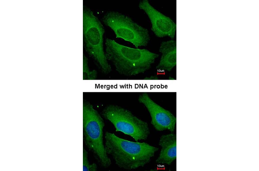 Immunofluorescence - PP1 gamma antibody from Signalway Antibody (23054) - Antibodies.com