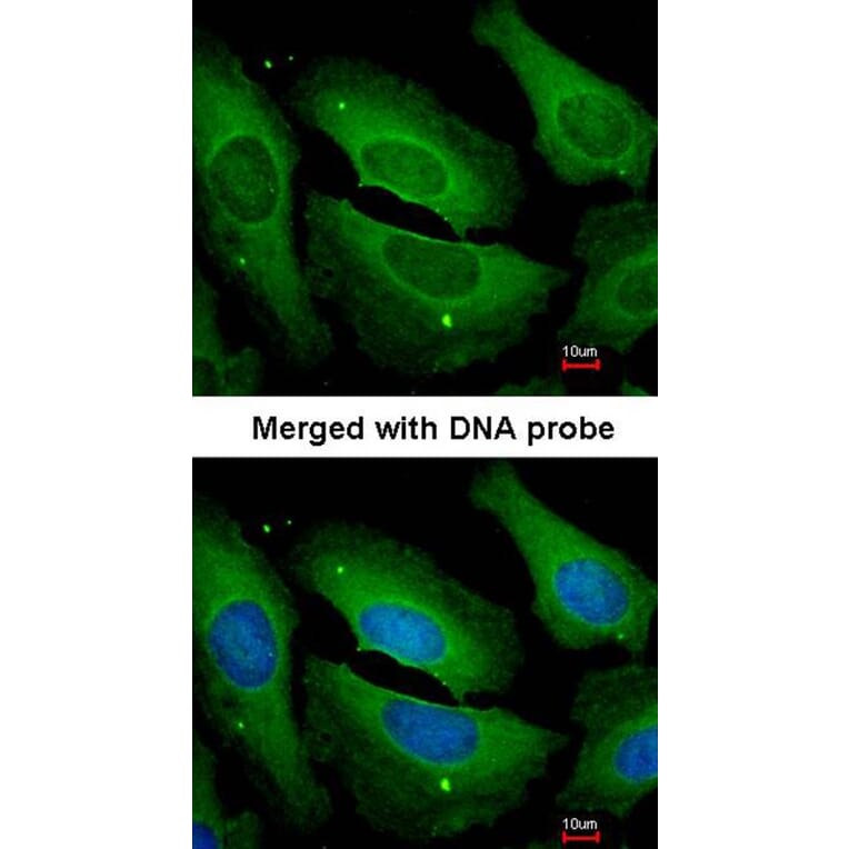 Immunofluorescence - PP1 gamma antibody from Signalway Antibody (23054) - Antibodies.com