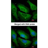 Immunofluorescence - PP1 gamma antibody from Signalway Antibody (23054) - Antibodies.com