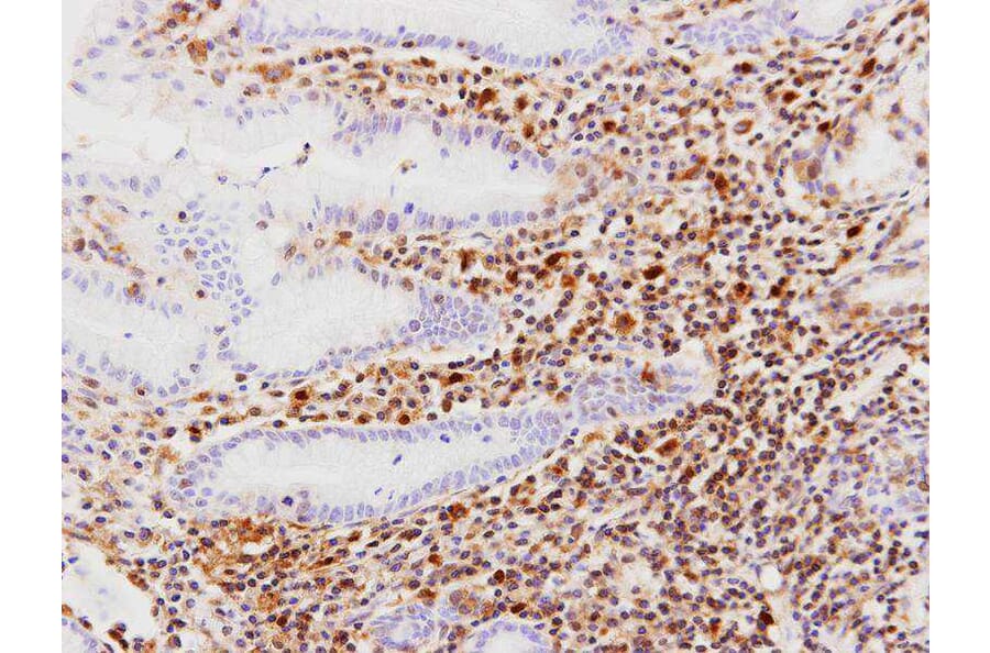 Immunohistochemistry - RAR-gamma antibody from Signalway Antibody (23066) - Antibodies.com