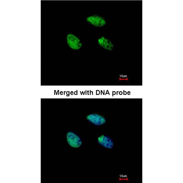 Immunofluorescence - RAR-gamma antibody from Signalway Antibody (23066) - Antibodies.com