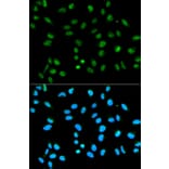 Immunofluorescence - HNRNPA2B1 Antibody from Signalway Antibody (32193) - Antibodies.com