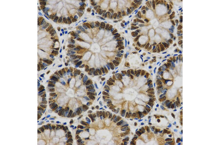Immunohistochemistry - HNRNPA2B1 Antibody from Signalway Antibody (32193) - Antibodies.com