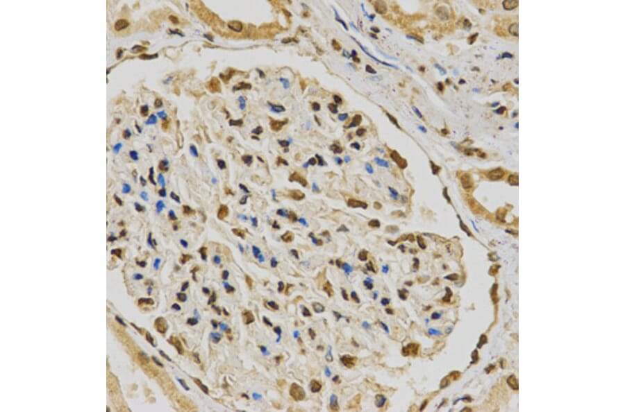 Immunohistochemistry - HNRNPA2B1 Antibody from Signalway Antibody (32193) - Antibodies.com