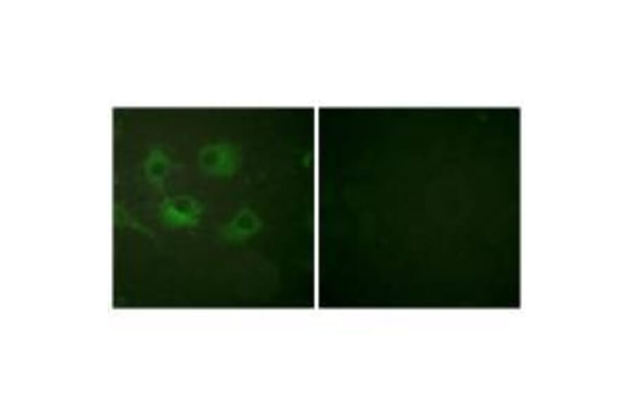 Immunofluorescence - Claudin 3 Antibody from Signalway Antibody (33334) - Antibodies.com