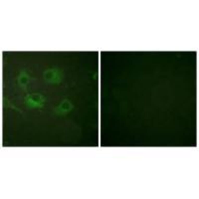 Immunofluorescence - Claudin 3 Antibody from Signalway Antibody (33334) - Antibodies.com