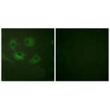 Immunofluorescence - Claudin 3 Antibody from Signalway Antibody (33334) - Antibodies.com