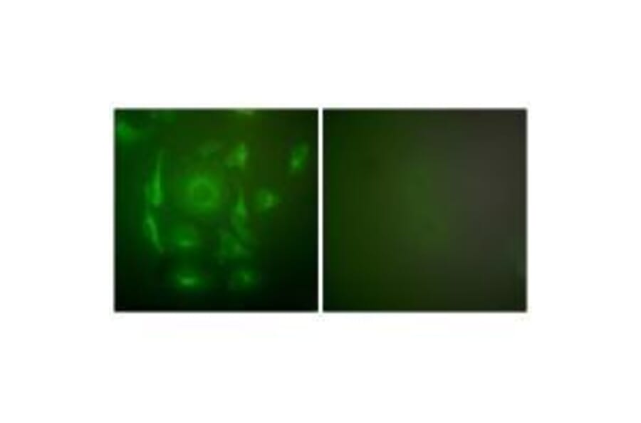 Immunofluorescence - Keratin 7 Antibody from Signalway Antibody (33420) - Antibodies.com