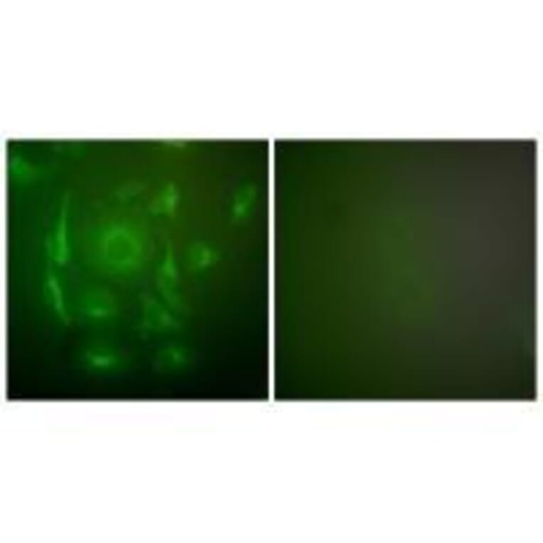 Immunofluorescence - Keratin 7 Antibody from Signalway Antibody (33420) - Antibodies.com
