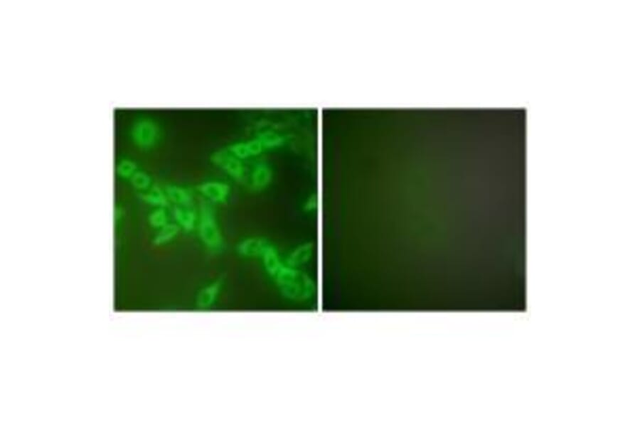 Immunofluorescence - Stefin B Antibody from Signalway Antibody (33490) - Antibodies.com