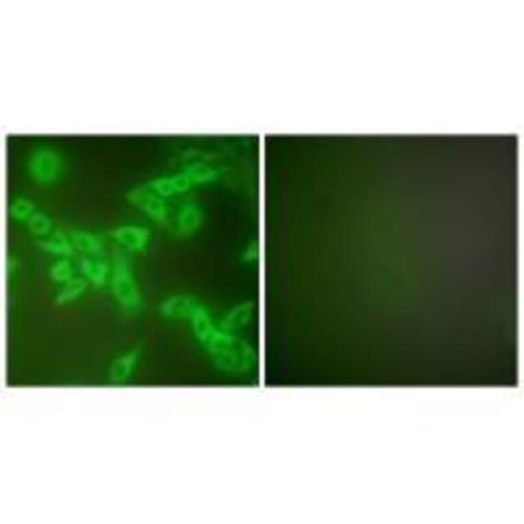 Immunofluorescence - Stefin B Antibody from Signalway Antibody (33490) - Antibodies.com