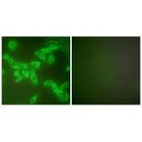 Immunofluorescence - Stefin B Antibody from Signalway Antibody (33490) - Antibodies.com