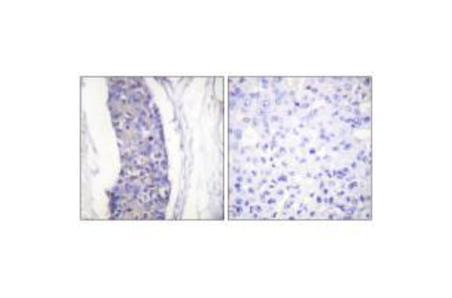 Immunohistochemistry - Tubulin α Antibody from Signalway Antibody (33531) - Antibodies.com