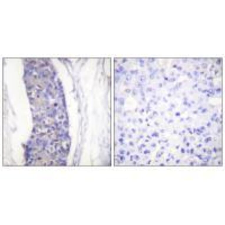 Immunohistochemistry - Tubulin α Antibody from Signalway Antibody (33531) - Antibodies.com