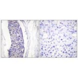 Immunohistochemistry - Tubulin α Antibody from Signalway Antibody (33531) - Antibodies.com