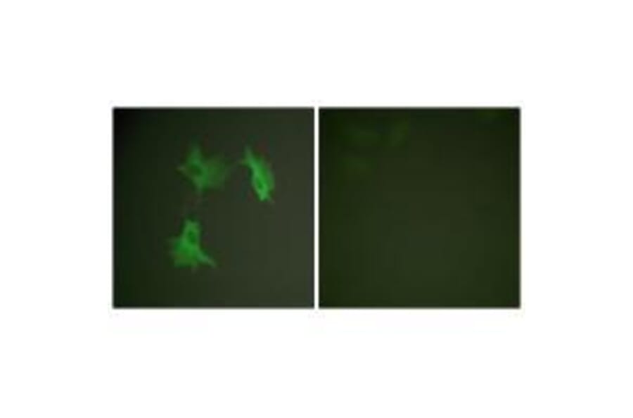 Immunofluorescence - Tubulin α Antibody from Signalway Antibody (33531) - Antibodies.com