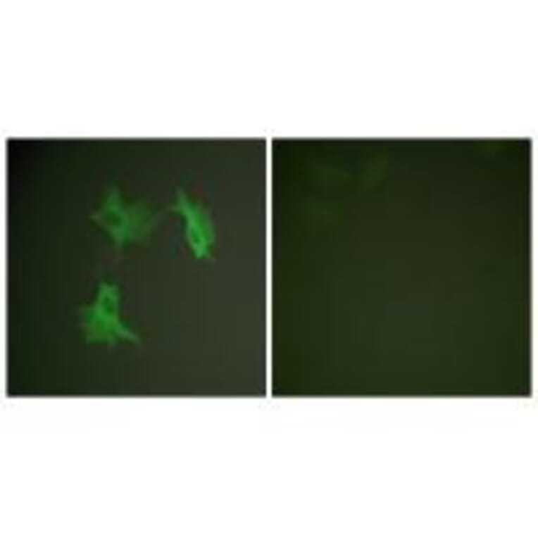 Immunofluorescence - Tubulin α Antibody from Signalway Antibody (33531) - Antibodies.com