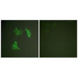 Immunofluorescence - Tubulin α Antibody from Signalway Antibody (33531) - Antibodies.com
