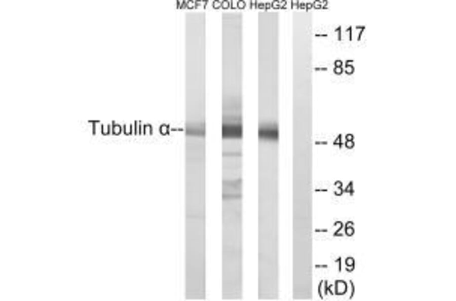 Western blot - Tubulin α Antibody from Signalway Antibody (33531) - Antibodies.com