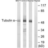 Western blot - Tubulin α Antibody from Signalway Antibody (33531) - Antibodies.com