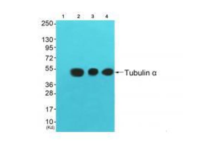 Western blot - Tubulin α Antibody from Signalway Antibody (33531) - Antibodies.com
