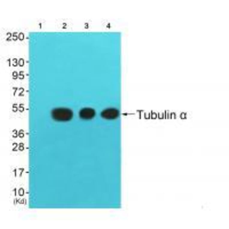 Western blot - Tubulin α Antibody from Signalway Antibody (33531) - Antibodies.com