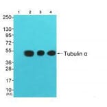Western blot - Tubulin α Antibody from Signalway Antibody (33531) - Antibodies.com