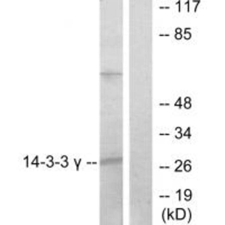 Western blot - 14-3-3 γ Antibody from Signalway Antibody (34147) - Antibodies.com