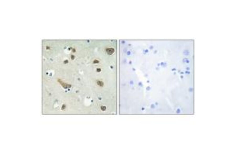 Immunohistochemistry - 14-3-3 γ Antibody from Signalway Antibody (34147) - Antibodies.com