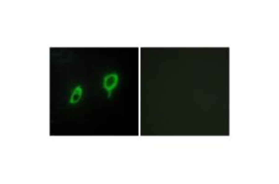 Immunofluorescence - 14-3-3 γ Antibody from Signalway Antibody (34147) - Antibodies.com